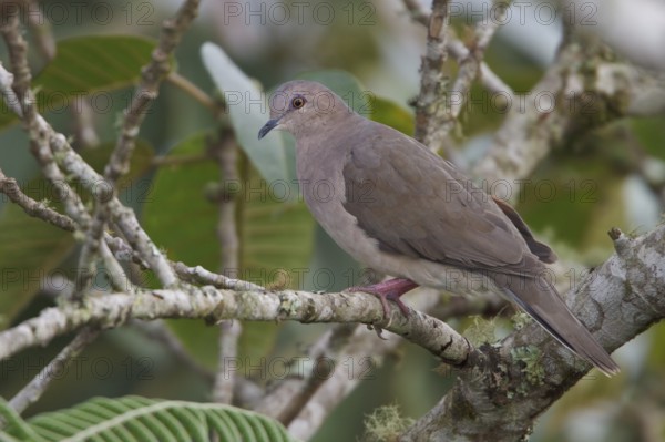 White-tipped Dove (Leptotila verreauxi) perched on a branch in Bolivia, South America