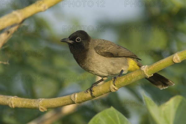 White-spectacled Bulbul (Pycnonotus xanthopygos), Oman