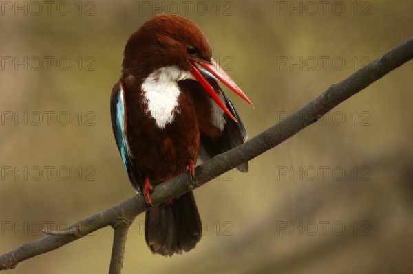 White-throated Kingfisher (Halcyon smyrnensis), Rajasthan, India