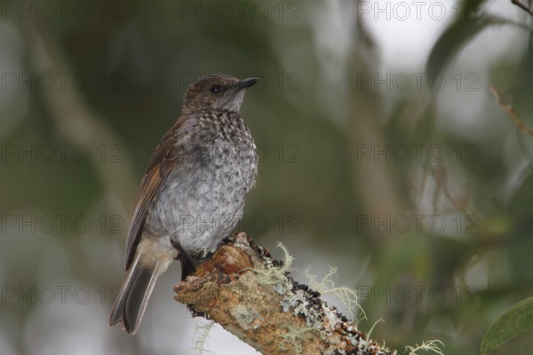 Photographed on the Island of Hawaii.Endemic to the Island of Hawaii