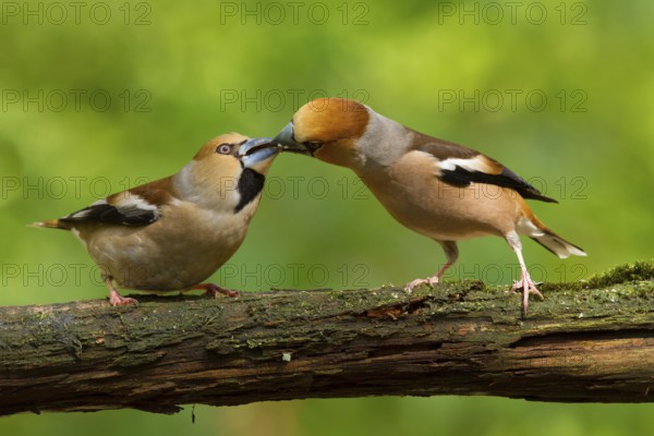 Hawfinch (Coccothraustes coccothraustes) male feeds female, Utrecht, Netherlands