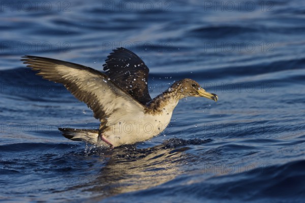 Cory's Shearwater (Calonectris borealis), Eilat, Israel
