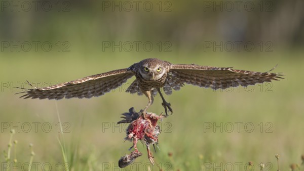 Burrowing Owl (Athene cunicularia) flying with prey in its claws, Florida, USA
