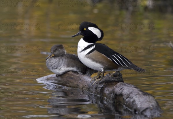 Hooded Merganser (Lophodytes cucullatus), British Columbia, Canada