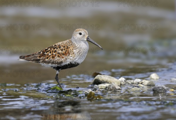 Dunlin (Calidris alpina), Canada
