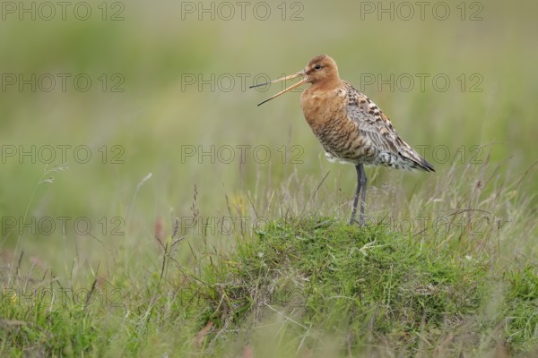 Bar-tailed Godwit (Limosa lapponica) calling, Iceland