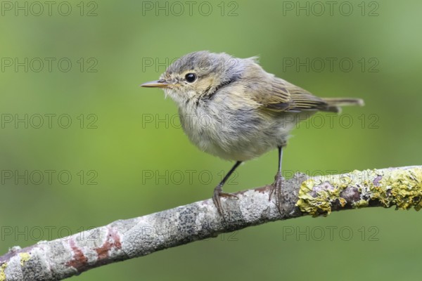 Common Chiffchaff (Phylloscopus collybita) perched on a branch, Lower Saxony, Germany