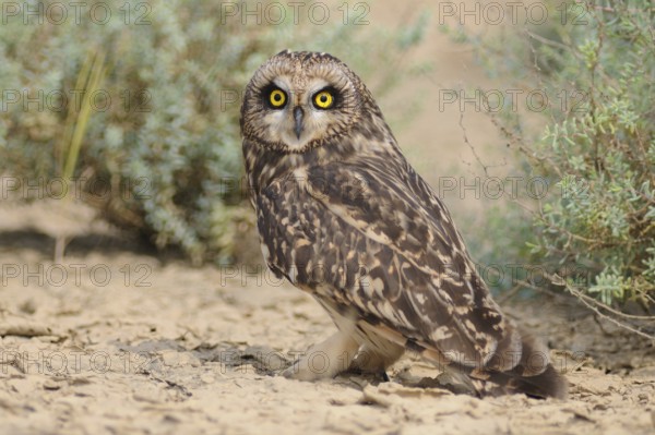 Short-eared Owl (Asio flammeus), India