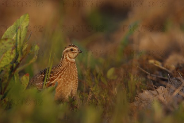Common Quail (Coturnix coturnix), Mallorca, Spain