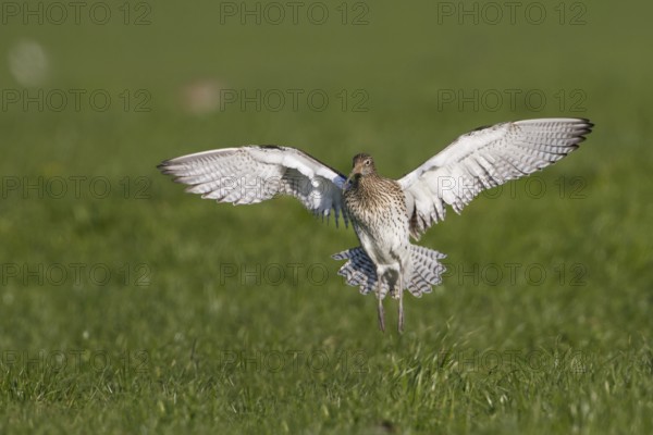 Eurasian Curlew (Numenius arquata), Thurgovia, Switzerland