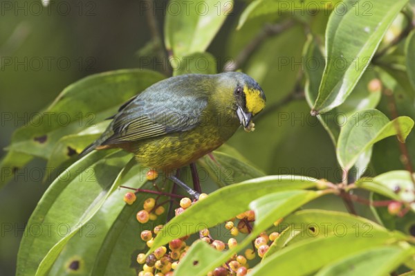 Olive-backed Euphonia (Euphonia gouldi) male, Costa Rica
