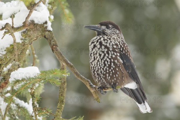 Spotted Nutcracker (Nucifraga caryocatactes), St. Gallen, Switzerland
