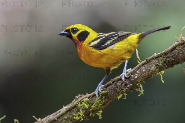 Golden Tanager (Tangara arthus) perched on a branch in Manu National Park, Peru