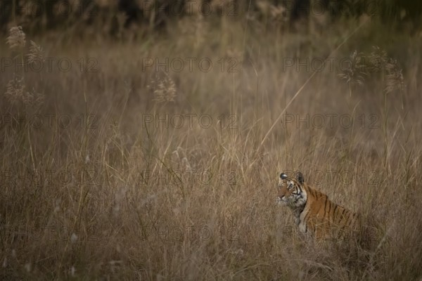 Bengal tiger (Panthera tigris tigris), lying in the tall grass, Bandhavgarh National Park, Bahannara, Manpur, Madhya Pradesh, India