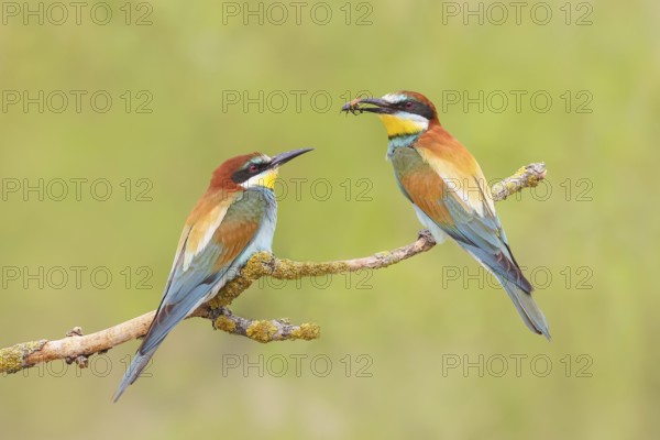 Bee-eater (Merops apiaster) pair sitting on a branch, male, female, breeding, wildlife, mating, migratory bird, raptor, animals, birds, Lake Neusiedl National Park, Seewinkel, Burgenland, Austria, Eastern Europe