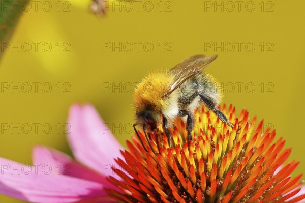 Field bumblebee (Bombus pascuorum), collecting nectar on a purple coneflower (Echinacea purpurea), close-up, Wilnsdorf, North Rhine-Westphalia, Germany