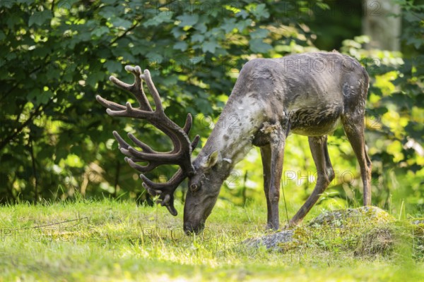 Caribou (Rangifer tarandus) standing on a meadow, captive, Zoo Augsburg, Bavaria, Germany