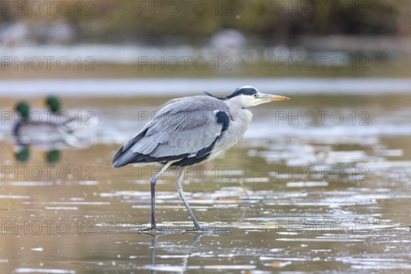Grey heron (Ardea cinerea) Germany