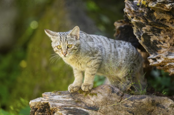 European wildcat (Felis silvestris silvestris) on an old tree trunk, Hesse, Germany