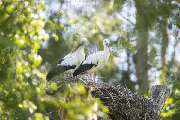 White stork (Ciconia ciconia) pair nesting on a nest in a forest, Hesse, Germany