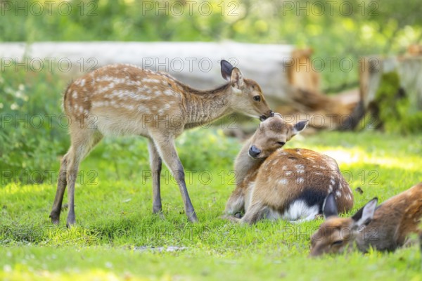 Sika deer (Cervus nippon) youngster on a meadow, Bavaria, Germany