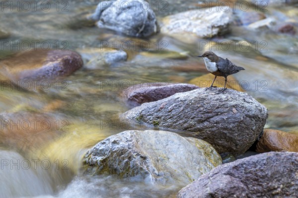White-throated Dipper (Cinclus cinclus), sitting on a stone in a stream, Stans, Tyrol, Austria