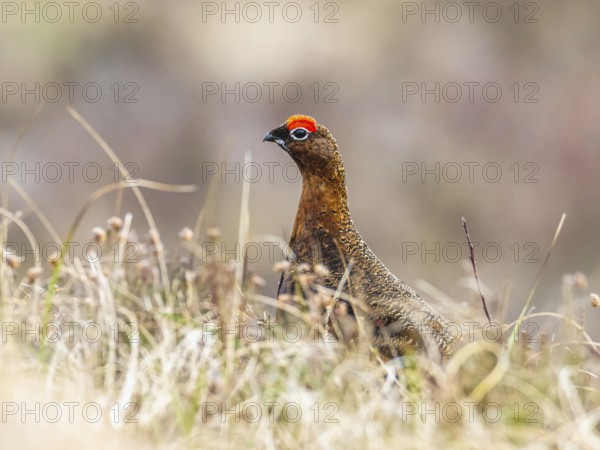 Male of Red Grouse, Lagopus scotica, bird on moors in Scotland