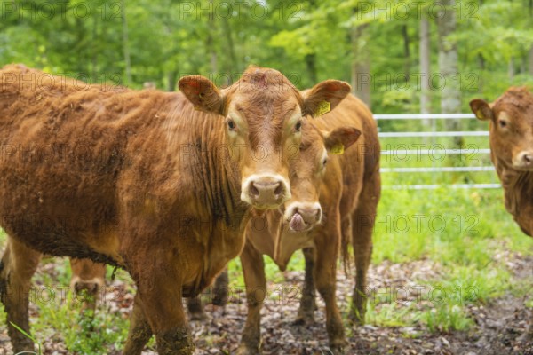 Several brown cows standing on a green and wooded pasture, Waldweide Gechingen, compensation project for the Hermann Hesse railway to create ecological habitats for endangered species, district of Calw, Germany