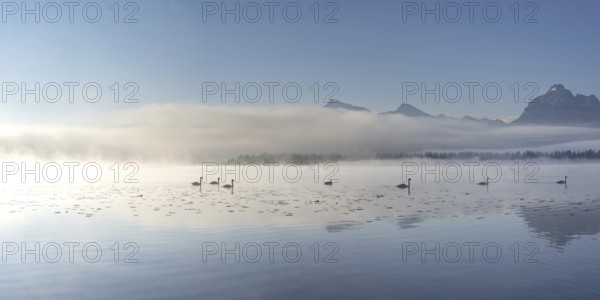 Sunrise at Lake Hopfensee near Füssen, with the Tegelberg massif and the Säuling behind it, Ostallgäu, Allgäu, Upper Swabia, Swabia, Bavaria, Germany