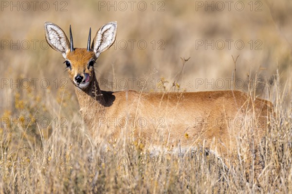 Steenbok (Raphicerus campestris), adult male, standing in dry grass, sticking out tongue, funny, in morning light, Khama Rhino Sanctuary, Serowe, Botswana