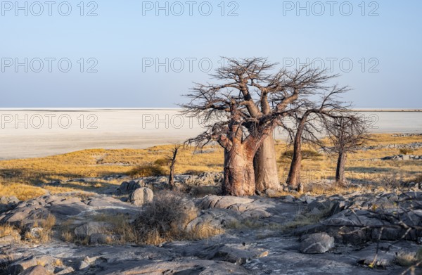 African baobab or baobab tree (Adansonia digitata), arid landscape, Kubu Island (Lekubu), Sowa Pan, Makgadikgadi salt pans, Botswana