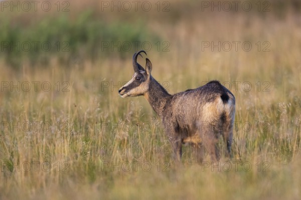 Chamois (Rupicapra rupicapra) on a meadow in the Vosges Mountains, wildlife, France