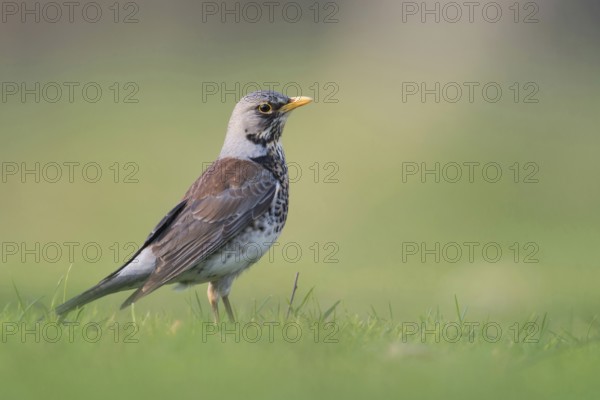 Juniper thrush (Turdus pilaris) in spring, breeding plumage, stands, sits on the ground in the grass, looks around attentively, is probably looking for food, typical observation, particularly low camera position ensures encounter at eye level, clear, detailed image, wildlife, native nature, Meerbusch, Rhineland, Lower Rhine, North Rhine-Westphalia, Germany, Western Europe