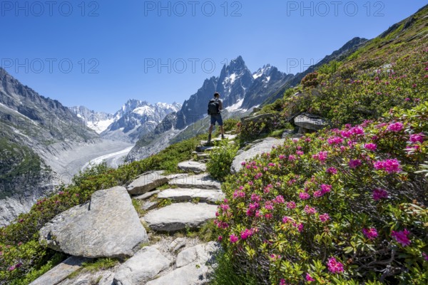Picturesque mountain landscape with blooming alpine roses, imposing mountain peaks and glaciers, mountaineers on a hiking trail, Grand Balcon Nord, glacier tongue Mer de Glace, behind Grandes Jorasses, Mont Blanc massif, Montenvers, Chamonix, Haute-Savoie, France