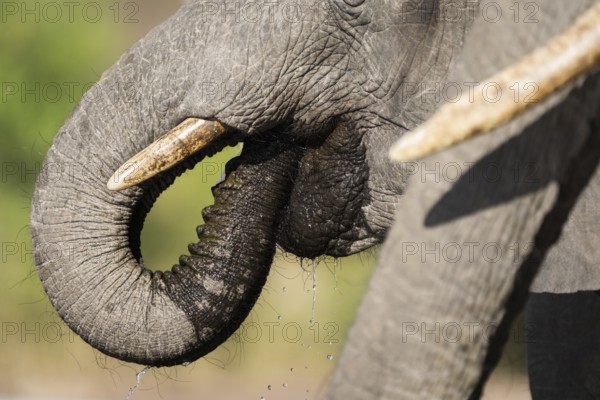 Close-up of an African elephant (Loxodonta africana) drinking with its trunk inside its mouth, tusks clearly visible. Another elephant's tusks appear blurred in the foreground, adding depth. The background shows green bush, providing a natural African savannah setting. Chobe National Park, Botswana