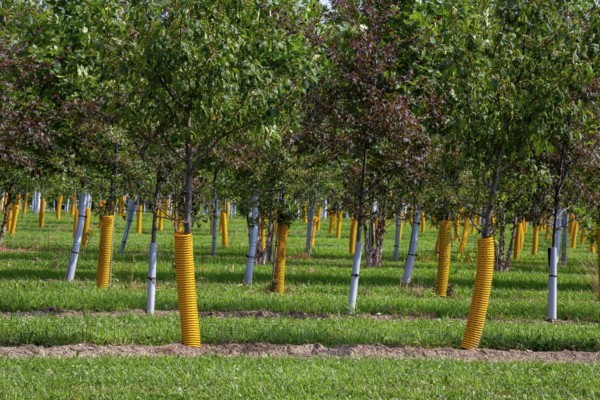 Shelbyville, Michigan - Trees growing at Winding Creek Nursery in west Michigan. The company grows Michigan native shade trees and flowering ornamental trees