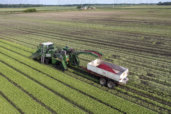 Orangeville, Michigan - Radishes are harvested on a farm in western Michigan