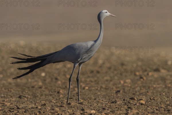 Blue Crane (Grus paradisea), South Africa