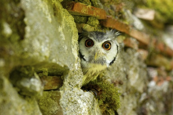 Northern White-faced Owl (Ptilopsis leucotis) captive, Germany