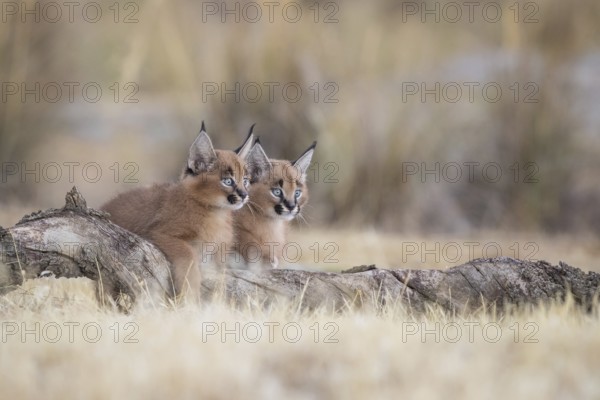 Caracal (Caracal caracal) two cubs on tree trunk, Castile-La Mancha, Spain