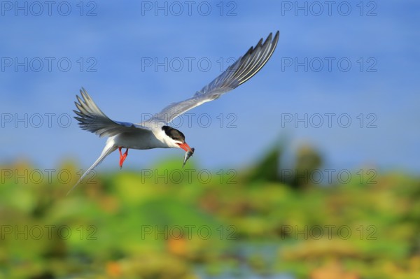 Common Tern (Sterna hirundo) flying with fish prey in beak, Danube Delta, Romania