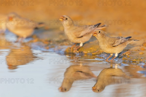 Wüstengimpel, Trumpeter Finch, Rhodopechys githaginea, Roselin githagine, Bouvreuil githagine, Camachuelo Trompetero