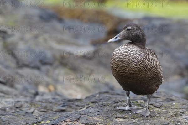 Common Eider (Somateria mollissima) female, Iceland