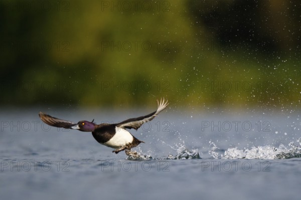 Tufted Duck (Aythya fuligula) male flying, North Rhine-Westphalia, Germany