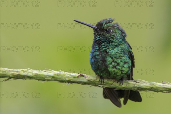 Blue-tailed Emerald (Chlorostilbon mellisugus) perched on a branch in Manu National Park, Peru