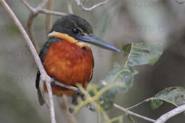 Green-and-rufous Kingfisher (Chloroceryle inda), Pantanal, Brazil