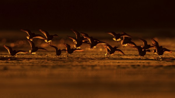 Sanderling (Calidris alba) flock flying, Asturias, Spain