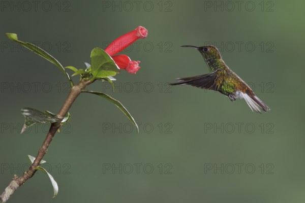 Coppery-headed Emerald (Elvira cupreiceps) flying and feeding at a flower in the cloud forest of Costa Rica, Central America