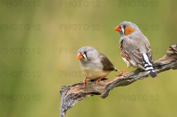 Zebra Finch (Taeniopygia guttata castanotis) pair, Northern Territory, Australia