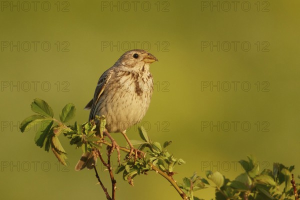Corn Bunting (Emberiza calandra) male, Armenia